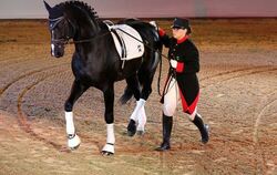 Alexandra Wolf stellt am langen Zügel den schicken Hochfein vor.