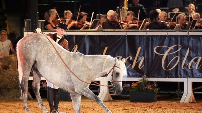 Gekonnte Verneigung: Silvia Wimmer stellt den jungen Vollblutaraber Mamlakee am langen Zügel vor.