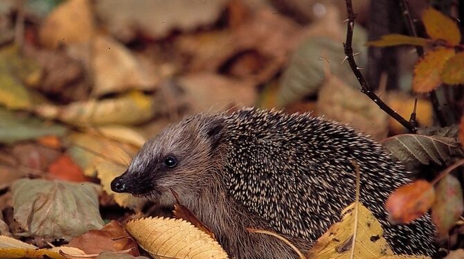 Mögen Laub, um darin zu überwintern: Igel im Garten. FOTO: KUNZ