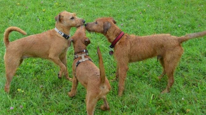 Auch Hundefreundschaften wollen gepflegt sein. FOTO: HOMOLKA