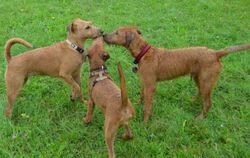 Auch Hundefreundschaften wollen gepflegt sein. FOTO: HOMOLKA