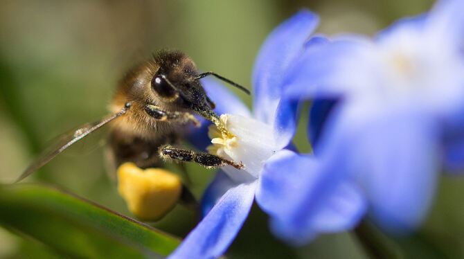 An den Beinen kleben schon die Pollen. Eine Biene bei der Arbeit. FOTO: DPA An den Beinen kleben schon die Pollen. Eine Biene bei der Arbeit. FOTO: DPA