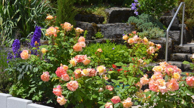 Die prächtigen Vorgarten-Rosen hat Marga Ensle aus Pfullingen fotografiert. FOTO: PRIVAT