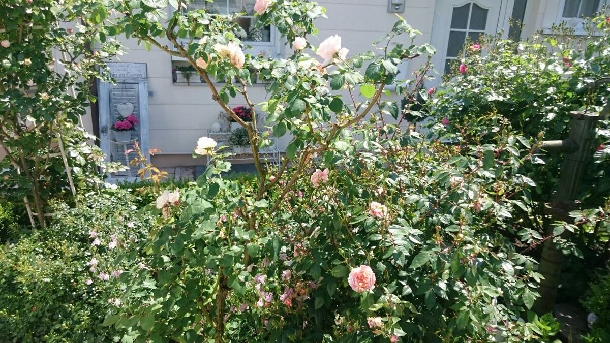 joso und violeta vuckovic, reutlingen