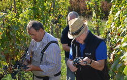 Robert Mader (links), Gerhard Keppler (rechts) und Konrad Eckstein bei der Weinlese am Georgenberg.  FOTO: SAUTTER 