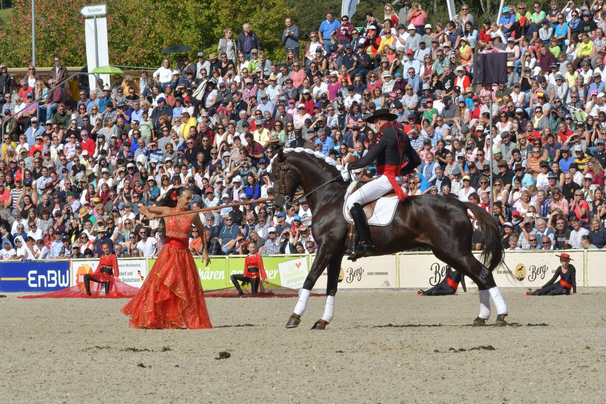 hengstparade_marbach_2019_meyer_35
