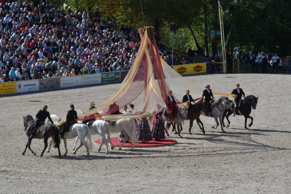 hengstparade_marbach_2019_meyer_39