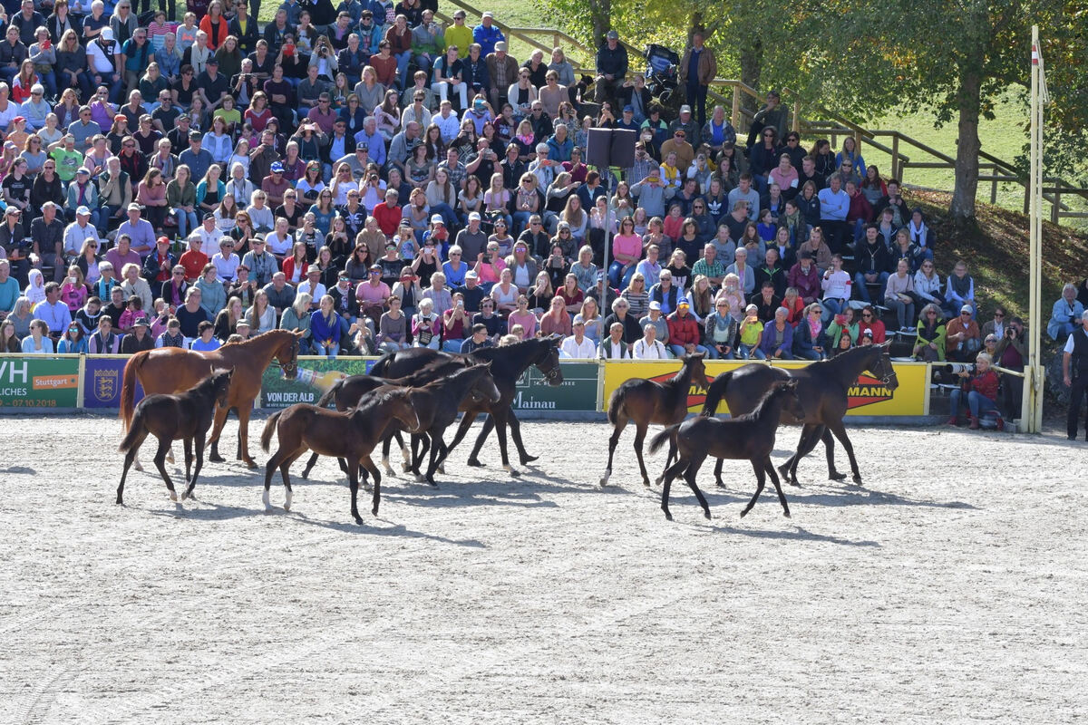 hengstparade_marbach_2019_meyer_40