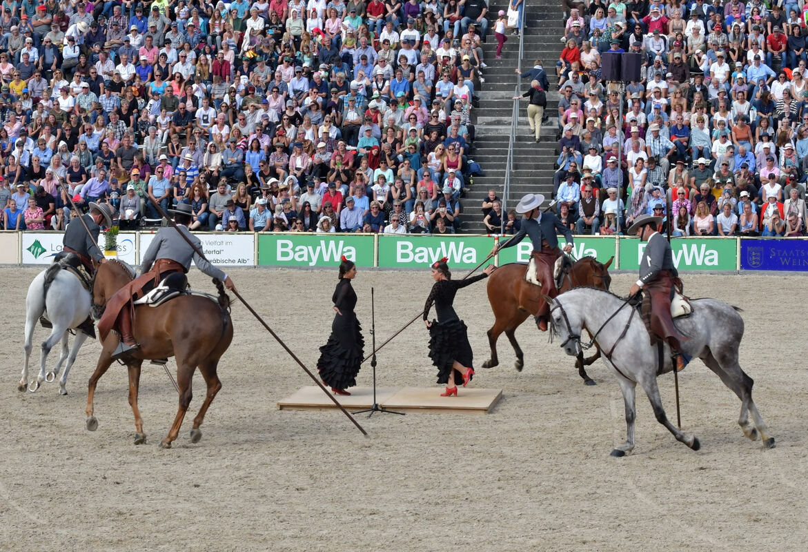hengstparade_marbach_2019_meyer_13