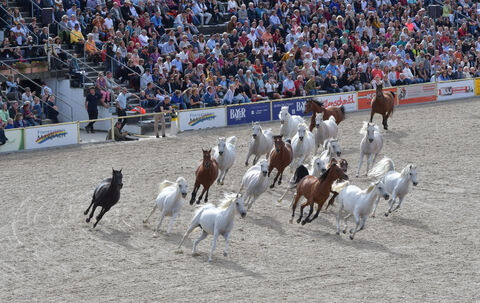 hengstparade_marbach_2019_meyer_17