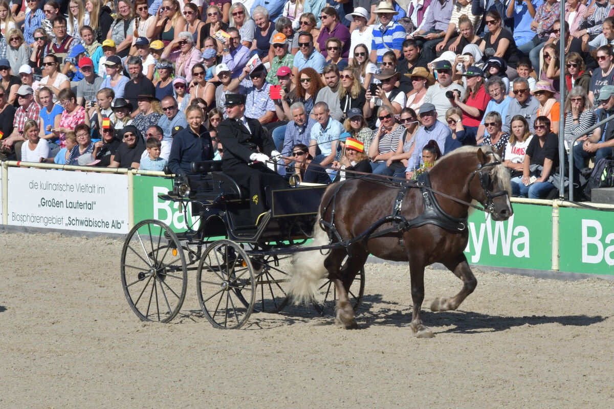 hengstparade_marbach_2019_meyer_29