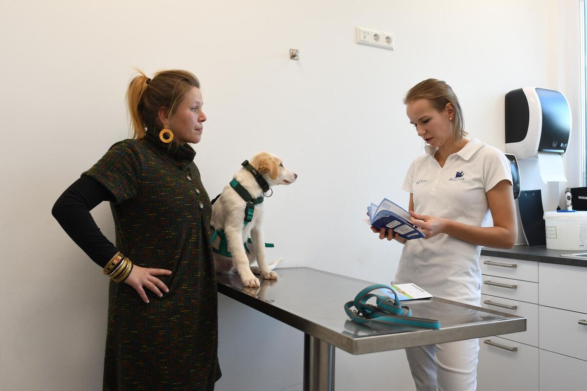 Was könnte dem Hund fehlen? Frauchen und Tierärztin M. besprechen sich. Was könnte dem Hund fehlen? Frauchen und Tierärztin M. besprechen sich.
