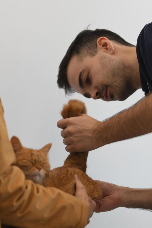 Unangenehm, muss aber sein. Der tiermedizinische Fachangestellte Maurice Losch misst bei Katze Glori die Temperatur. Unangenehm, muss aber sein. Der tiermedizinische Fachangestellte Maurice Losch misst bei Katze Glori die Temperatur.
