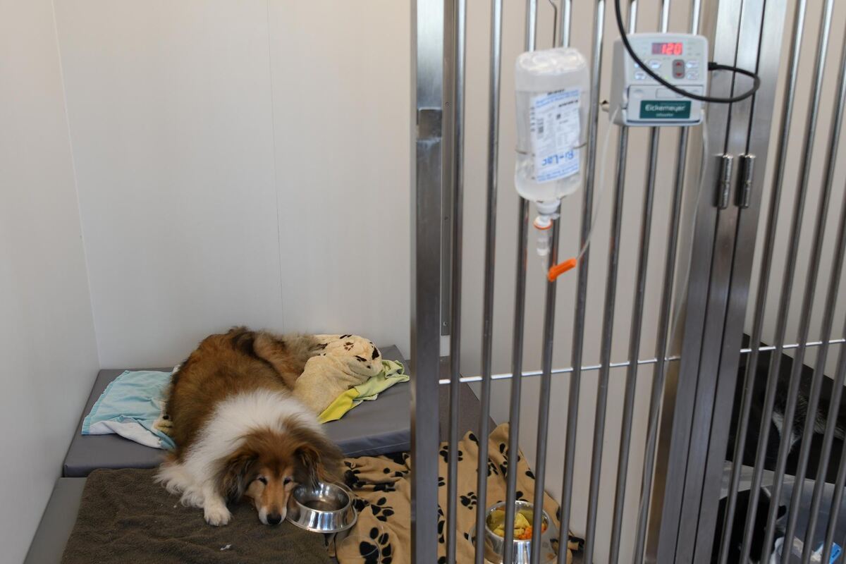 Blick in die Krankenstation. Der sichtbar geschaffte Hund am Boden hat eine Lungenentzündung. Blick in die Krankenstation. Der sichtbar geschaffte Hund am Boden hat eine Lungenentzündung.