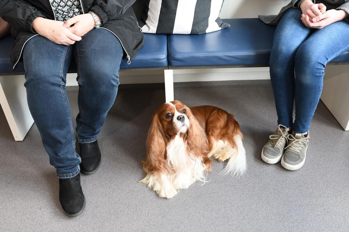 Finley ist ein nobler Cavalier King Charles Spaniel, mehrfacher Schönheitschampion des Rasseclubs, und der ganze Stolz seiner Be Finley ist ein nobler Cavalier King Charles Spaniel, mehrfacher Schönheitschampion des Rasseclubs, und der ganze Stolz seiner Be