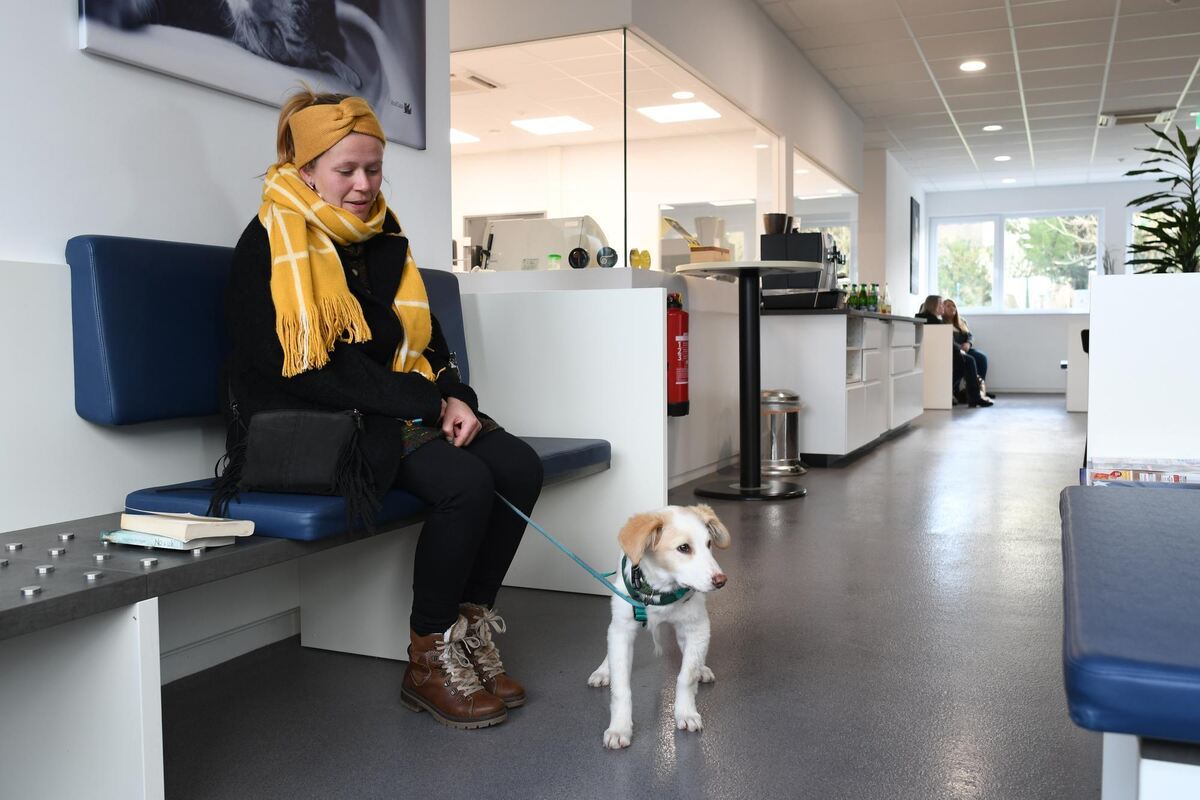 Der Mischling Yoschi war mal ein Straßenhund in Sizilien, bevor er über einen Hilfsverein zu seinem Frauchen Anja nach Geislinge Der Mischling Yoschi war mal ein Straßenhund in Sizilien, bevor er über einen Hilfsverein zu seinem Frauchen Anja nach Geislinge