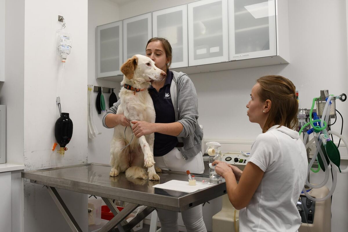 Dieser hübsche Hund hat sich unterhalb der Schnauze eine klaffende Wunde zugezogen, die genäht werden muss. Dieser hübsche Hund hat sich unterhalb der Schnauze eine klaffende Wunde zugezogen, die genäht werden muss.
