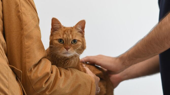 Wenn es der Mietze mies geht, können sich Frauchen und Herrchen auf den tierärztlichen Notdienst verlassen.