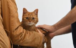 Wenn es der Mietze mies geht, können sich Frauchen und Herrchen auf den tierärztlichen Notdienst verlassen.