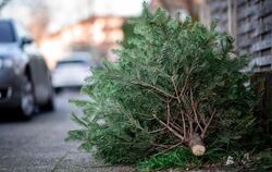 Weihnachstbaum-Entsorgung