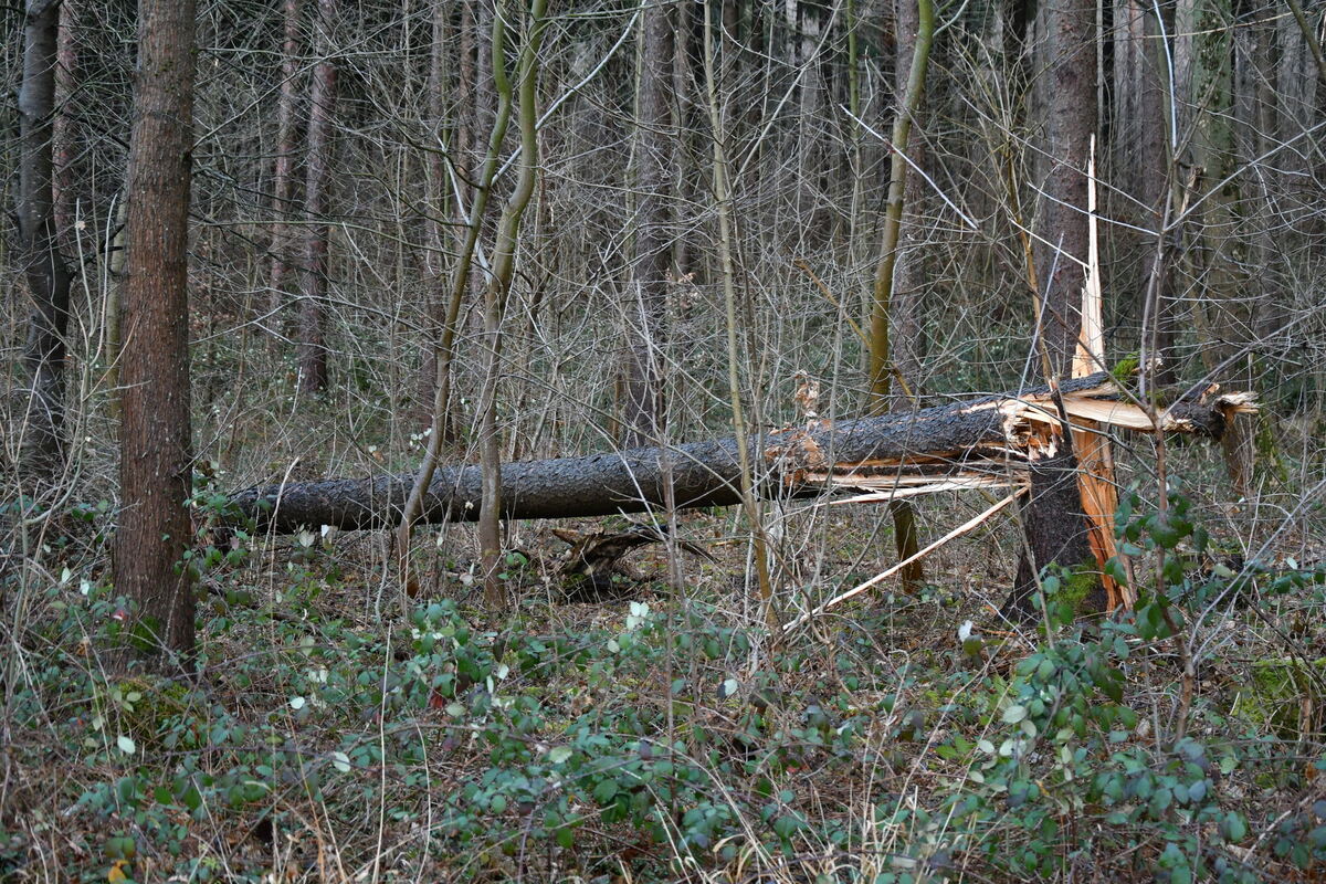Sturmbruch auf der Mössigner Olgahöhe FOTO MEYER