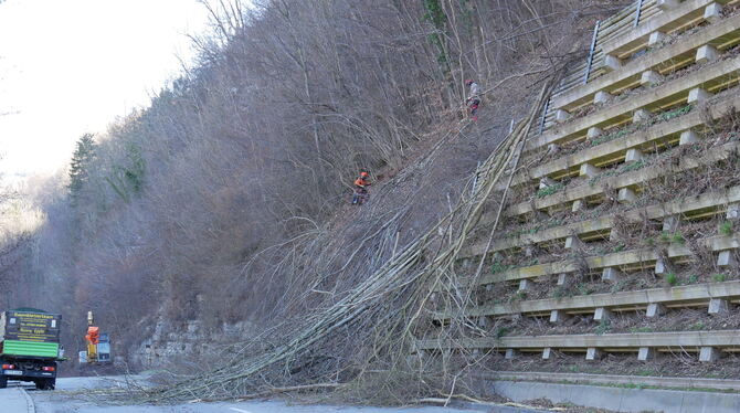 Holzfällarbeiten an der B465 zwischen Bad Urach und Münsingen habenbegonnen.  FOTOS: FINK