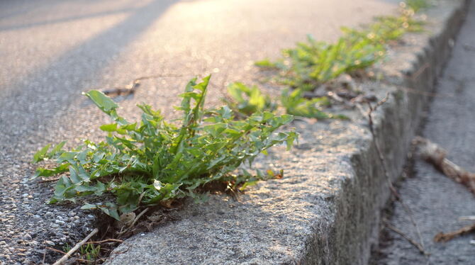 Die geballte Kraft der Natur im urbanen Raum.