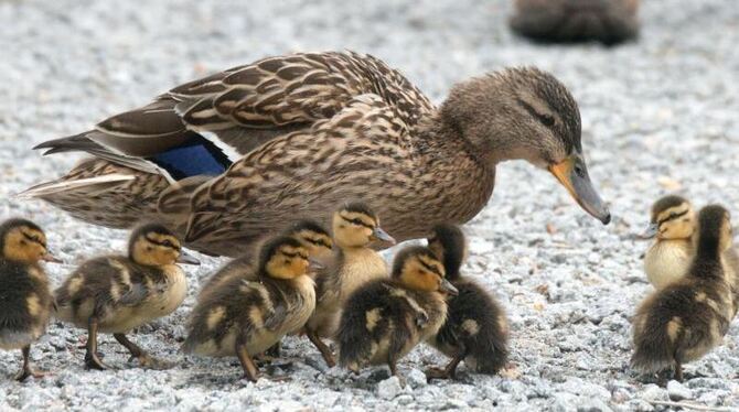 Entenfamilie