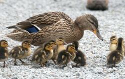 Entenfamilie