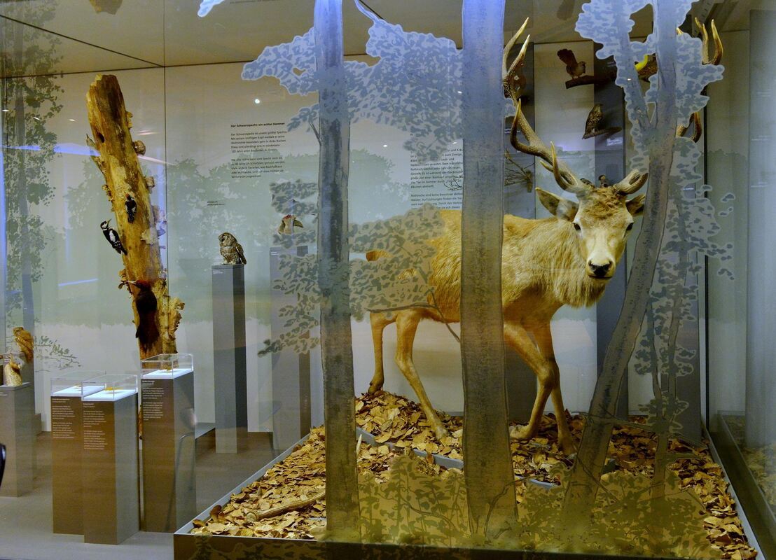 Stadt-0906-16Naturkundemuseum-Niethammer