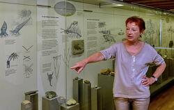 Die Leiterin des Naturkundemuseums, Barbara Karwatzki, zeigt spannende Schaustücke aus aller Welt.  FOTOS: NIETHAMMER