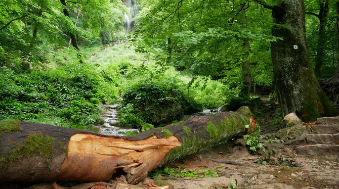 Dieser massive Ast krachte aus 20 Metern Höhe auf den Weg zum Uracher Wasserfall (im Hintergrund).