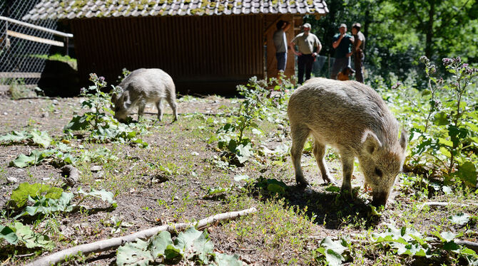 Die »Fidelkinder« Max und Moritz aus Bebenhausen kamen im Juli ganz groß raus. FOTO: PIETH Die »Fidelkinder« Max und Moritz aus Bebenhausen kamen im Juli ganz groß raus. FOTO: PIETH