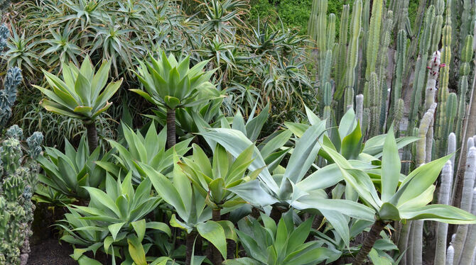 Die einzigartige Überlinger Kakteensammlung bekommt nach der Gartenschau ein dauerhaftes Domizil. Die einzigartige Überlinger Kakteensammlung bekommt nach der Gartenschau ein dauerhaftes Domizil.