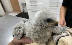 Tierische Hagelopfer