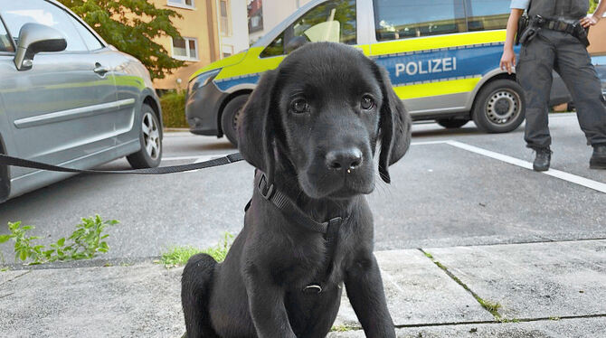 In Stuttgart beschlagnahmte Welpen werden gerade mal auf ein Alter von sieben bis neun Wochen geschätzt.  FOTO: PETA DEUTSCHLAND