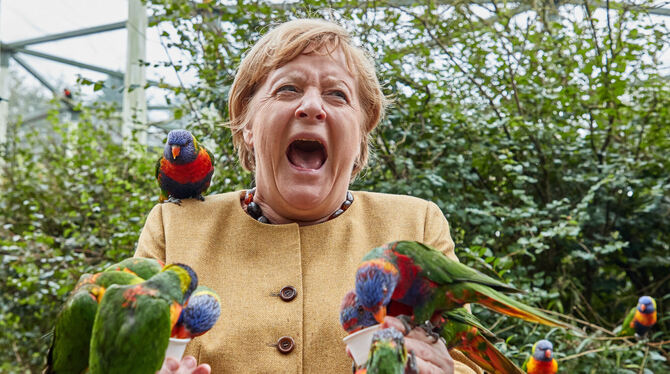 Bundeskanzlerin, füttert australische Loris im Vogelpark Marlow und wird dabei gebissen.