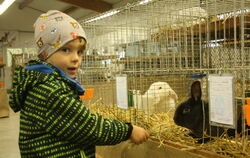  Eigentlich wünscht sich der vierjährige Felix ein Meerschweinchen. Aber mit den Kaninchen hat er ebenfalls schnell Freundschaft