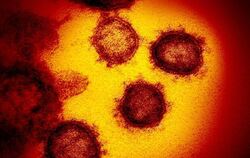 Coronavirus SARS-CoV-2