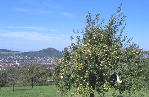 Pfullingen Ein Baum zur Hochzeit schenken Events Reutlinger