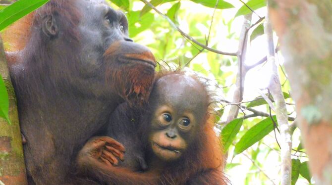 Orang-Utan-Baby