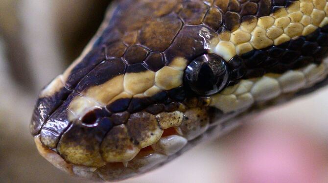 Python