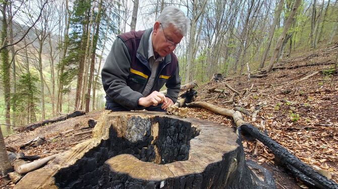 Neues Leben in Ruinen: Förster Uli Meyer an einem Baum, der außen und innen gebrannt hat. An der Fällstelle hat sich in einem Ja