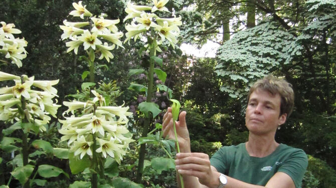 Botanischer Garten der Universität: Kustodin Dr. Alexandra Kehl zeigt ein Aronstabgewächs, das entweder männlich oder weiblich b Botanischer Garten der Universität: Kustodin Dr. Alexandra Kehl zeigt ein Aronstabgewächs, das entweder männlich oder weiblich b