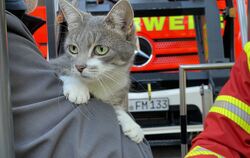 Dieser junge Kater traute sich in Metzingen nicht mehr von einem Baum herunter.