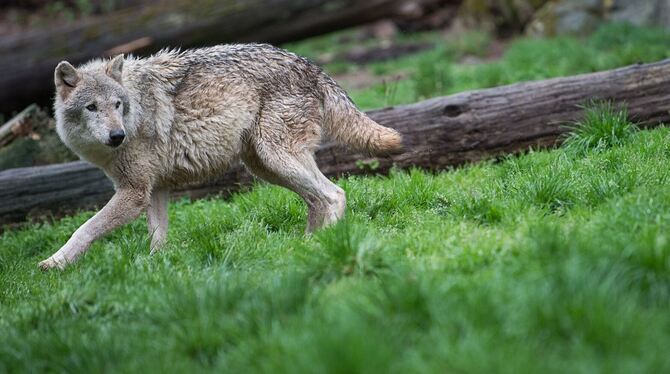 Ein Wolf geht in einem Wildpark durch sein Gehege Ein Wolf geht in einem Wildpark durch sein Gehege