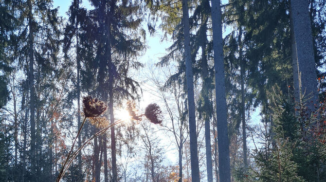 Nadelholz spielt im Hohensteiner Forst weiterhin eine Hauptrolle. FOTO: SCHRADE Nadelholz spielt im Hohensteiner Forst weiterhin eine Hauptrolle. FOTO: SCHRADE