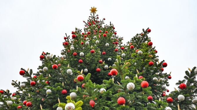 Weihnachtsbaum