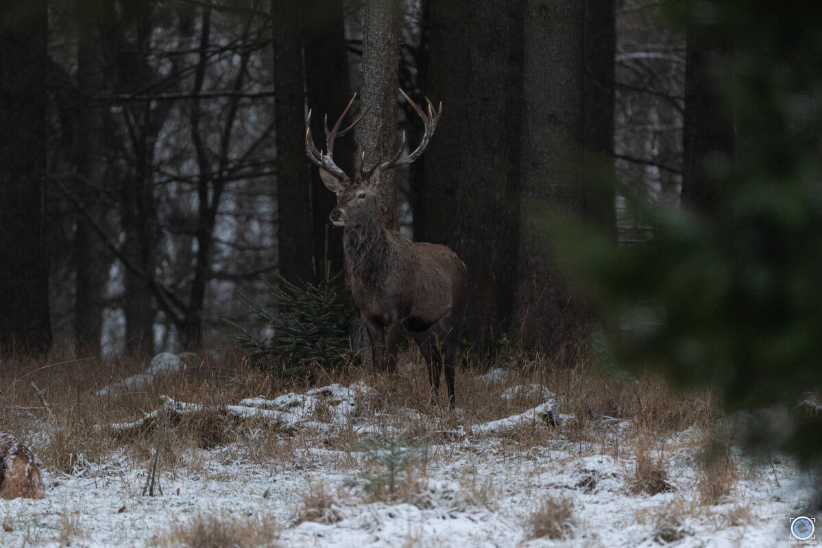 1 König des Waldes