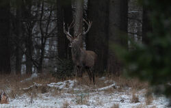 1 König des Waldes